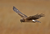 Northern Harrier, 19 January 2015, Madison, New Haven Co.