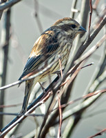 Purple Finch, 22 )October, 2024, Mansfield, Tolland Co