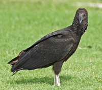 Black Vulture, Everglades, Florida