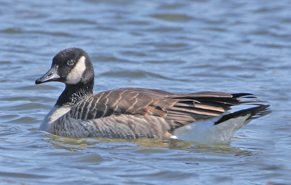Lesser Canada Goose (parvipes), Storrs, CT