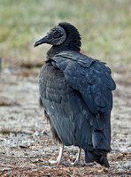 Black Vultures, 14 December 2016, Mansfield, Tolland Co.