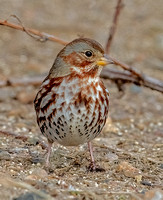 Red Fox Sparrow, 2 January 2025, New Haven, New Haven Co.