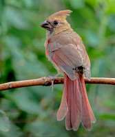 Northern Cardinal, 8 July 2022, Mansfield, Tolland Co.