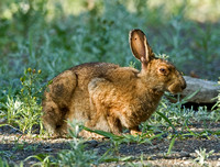 Snowshoe Rabbit, Topsfield, Maine