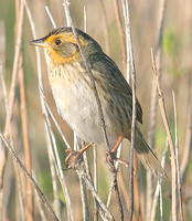 Nelson's Sharp-tailed Sparrow, Groton, CT
