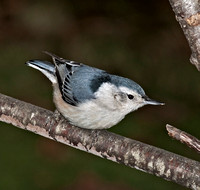 White-breasted Nuthatch,  December 2011, Ashford, Windham Co.