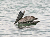 Brown Pelican, 6 July 2007, Sanibel, Florida