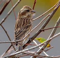 Purple Finch, 9 October 2024, Mansfield, Tolland Co.