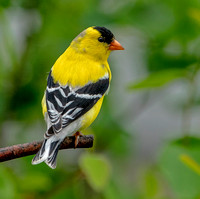 American Goldfinch, 20 May 2924, Mansfield, Tolland Co.