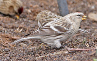 Hoary Redpoll, Coventry, CT