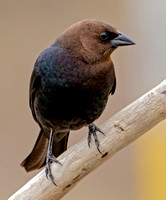 Brown-headed Cowbird, 19 April 2022, Mansfield, Tolland Co.