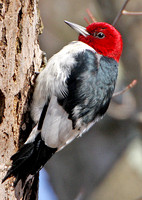 Red-headed Woodpecker, Ashford, CT
