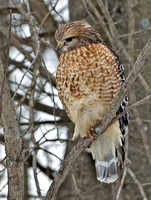 Red-shouldered Hawk, 11 January 2015, Haddam, New London Co.