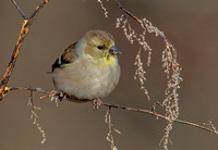 American Goldfinch, 24 November 2024, Mansfield, Tolland Co